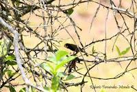 Shiroles de Talamanca