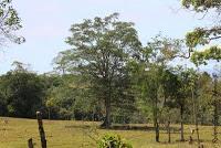 Shiroles de Talamanca