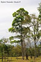 Shiroles de Talamanca