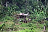 Shiroles de Talamanca