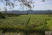 Shiroles de Talamanca