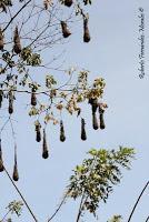 Shiroles de Talamanca