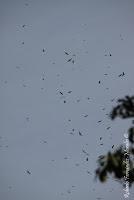 Shiroles de Talamanca