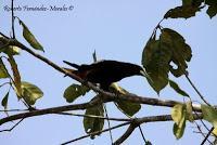 Shiroles de Talamanca