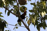 Shiroles de Talamanca