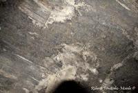 Shiroles de Talamanca