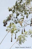 Shiroles de Talamanca