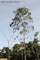 Shiroles de Talamanca