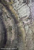 Shiroles de Talamanca