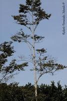 Shiroles de Talamanca