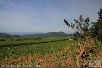 Shiroles de Talamanca
