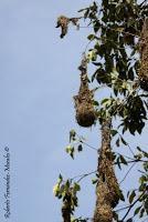 Shiroles de Talamanca
