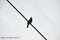 Shiroles de Talamanca