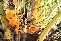 Shiroles de Talamanca