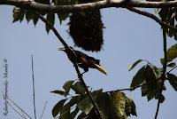 Shiroles de Talamanca