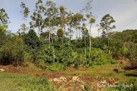 Shiroles de Talamanca