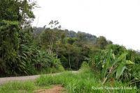 Shiroles de Talamanca