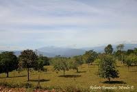 Shiroles de Talamanca