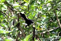 Shiroles de Talamanca