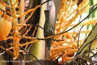 Shiroles de Talamanca