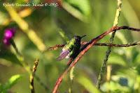 Reserva El Copal