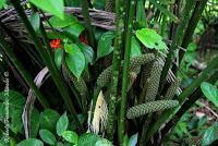 Punta Mona de Talamanca Punta Mona de Talamanca