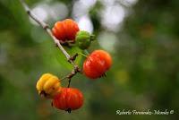 Punta Mona de Talamanca Punta Mona de Talamanca