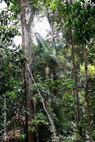 Punta Mona de Talamanca Punta Mona de Talamanca