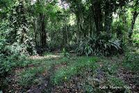 Punta Mona de Talamanca Punta Mona de Talamanca