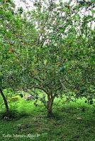 Punta Mona de Talamanca Punta Mona de Talamanca