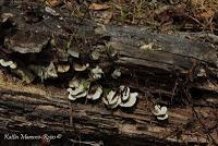 Punta Mona de Talamanca Punta Mona de Talamanca