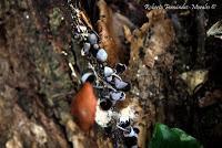 Punta Mona de Talamanca Punta Mona de Talamanca