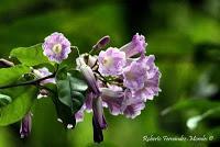 Punta Mona de Talamanca Punta Mona de Talamanca