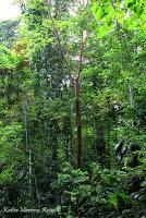 Punta Mona de Talamanca Punta Mona de Talamanca