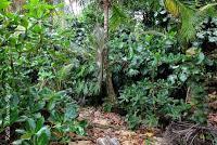 Punta Mona de Talamanca Punta Mona de Talamanca