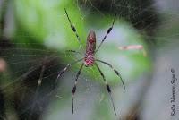 Punta Mona de Talamanca Punta Mona de Talamanca