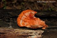 Punta Mona de Talamanca Punta Mona de Talamanca