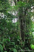 Punta Mona de Talamanca Punta Mona de Talamanca