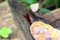 Punta Mona de Talamanca Punta Mona de Talamanca