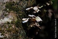 Punta Mona de Talamanca Punta Mona de Talamanca