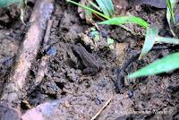 Punta Mona de Talamanca Punta Mona de Talamanca