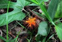 Punta Mona de Talamanca Punta Mona de Talamanca