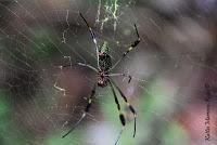 Punta Mona de Talamanca Punta Mona de Talamanca