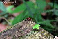 Punta Mona de Talamanca Punta Mona de Talamanca