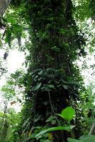 Punta Mona de Talamanca Punta Mona de Talamanca