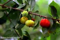 Punta Mona de Talamanca Punta Mona de Talamanca