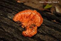 Punta Mona de Talamanca Punta Mona de Talamanca