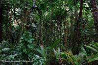 Punta Mona de Talamanca Punta Mona de Talamanca