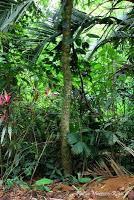 Punta Mona de Talamanca Punta Mona de Talamanca