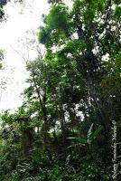 Punta Mona de Talamanca Punta Mona de Talamanca